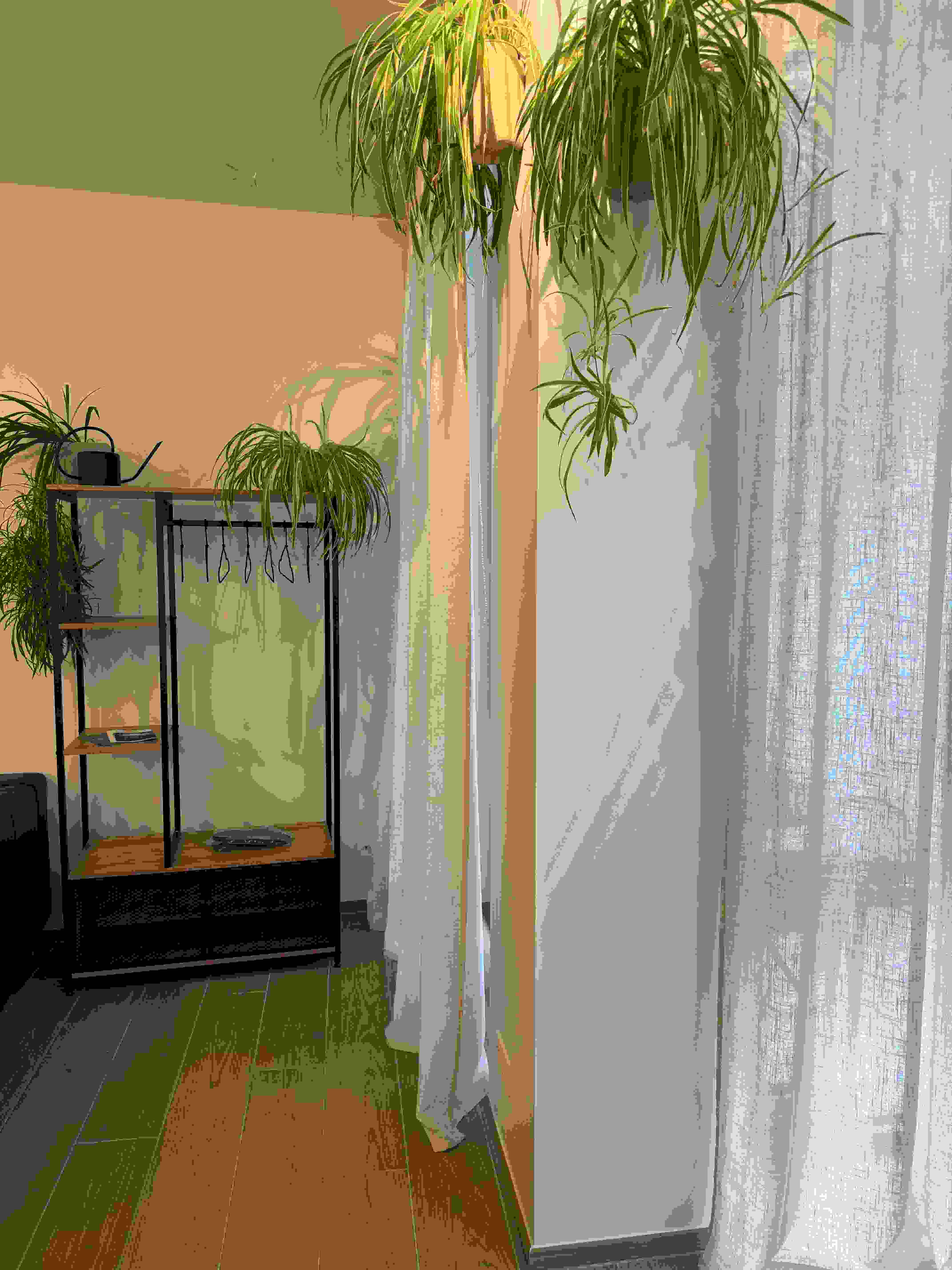Kitchen shelves and greenery